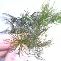 How to Control Coontail- Algae and Weed Identification- Clean-Flo