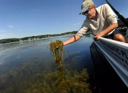 a man holding einvasive aquatic weeds from his boat