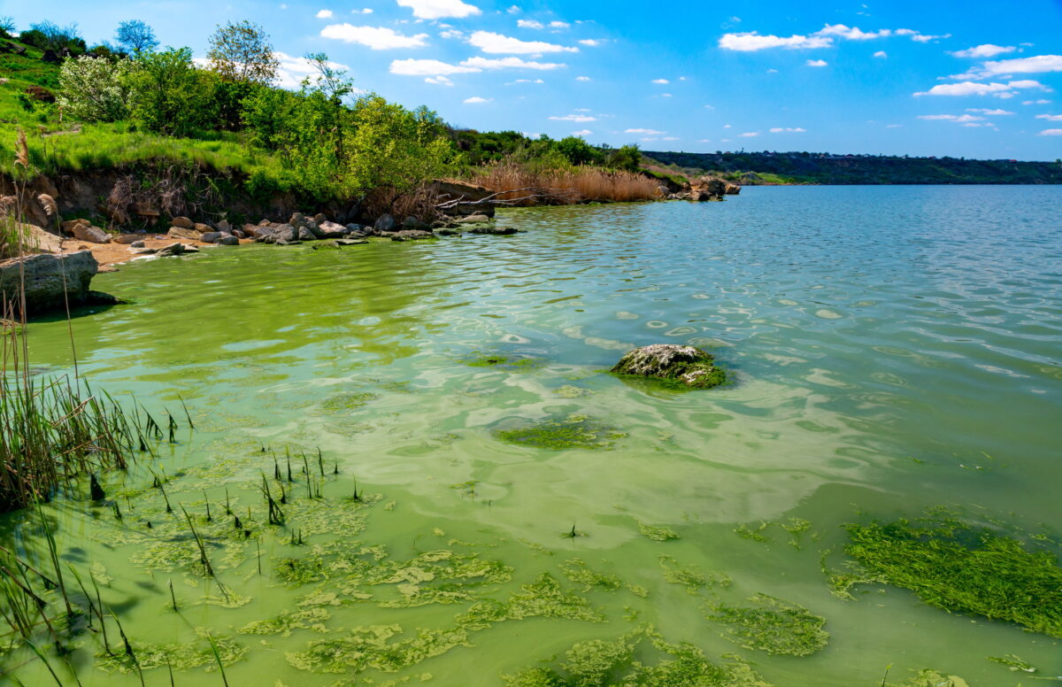 green water Eutrophication of the Khadzhibey estuary