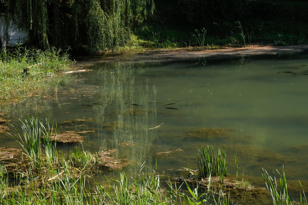 Clean-flo biodredging weeds and