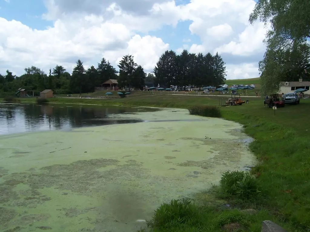 Clean-flo Algae on the surface