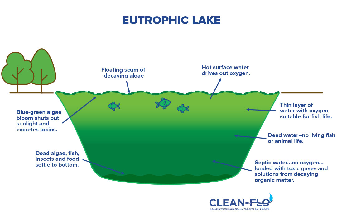 diagram of Eutrophic Lake