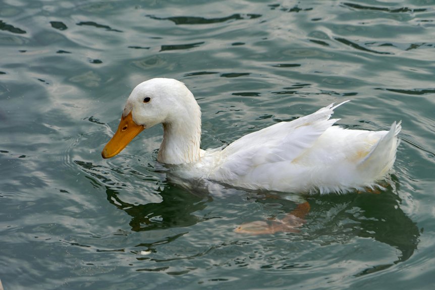 lake pond care reading