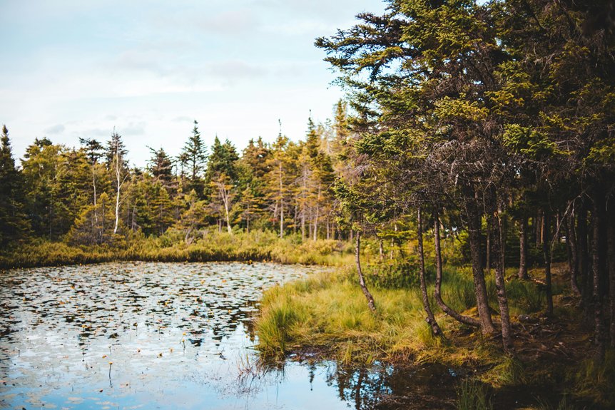 lakes pond aquatic weed control