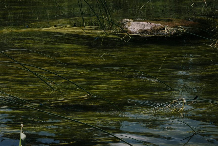 algae bloom causes failures
