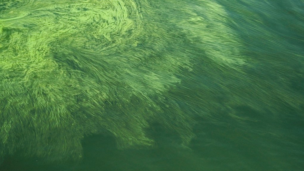 green algae bloom problem