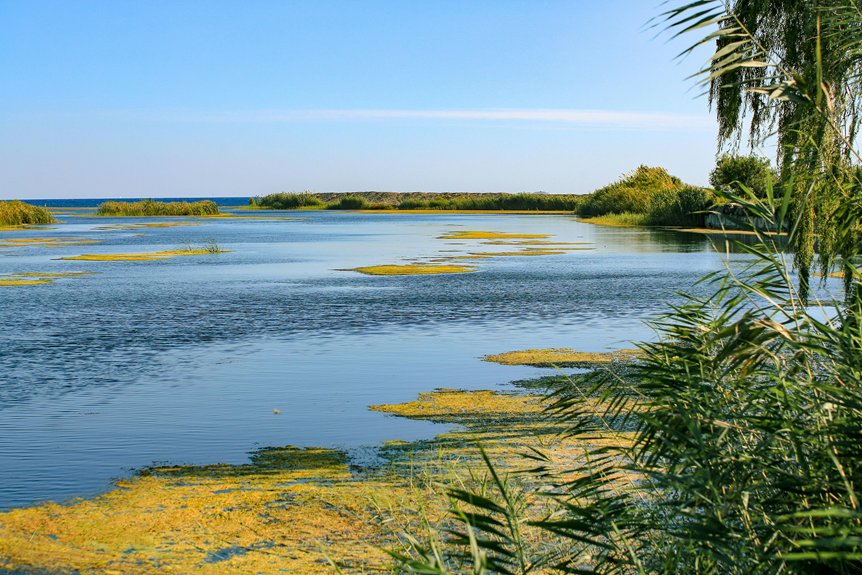 lake cleanup reduces algae