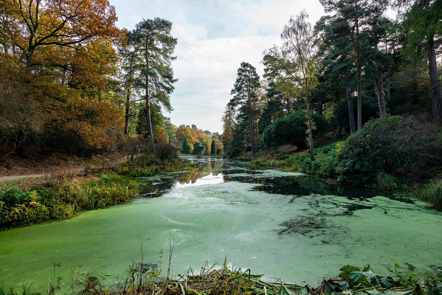 lake cleanup reduces algae