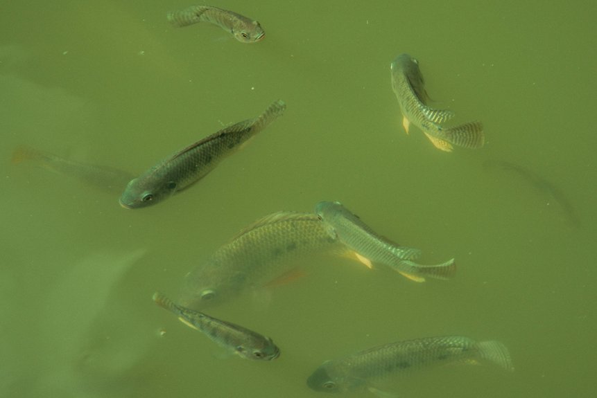 oxygen impacts fish health