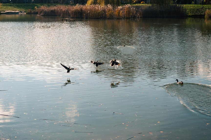 top durham pond services