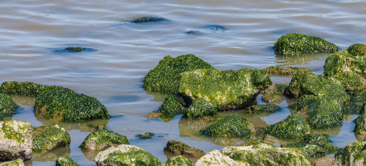 toxic algae in charlotte