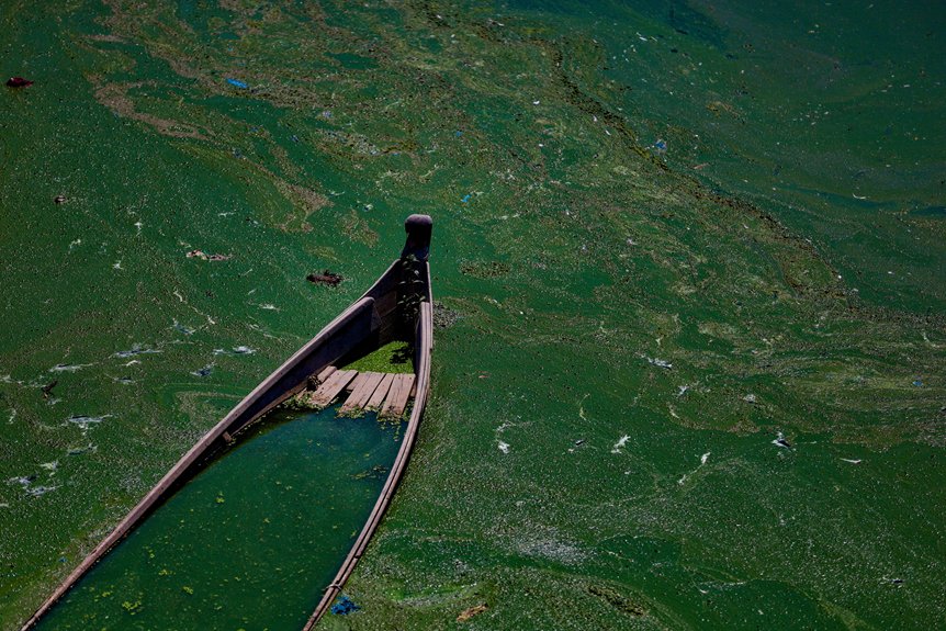 algae bloom causes and prevention