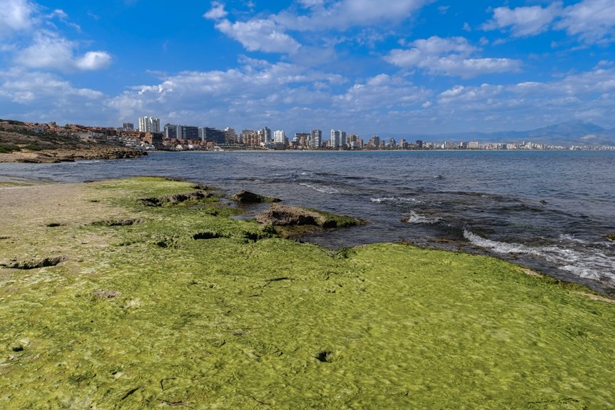 algae blooms harm waterfronts