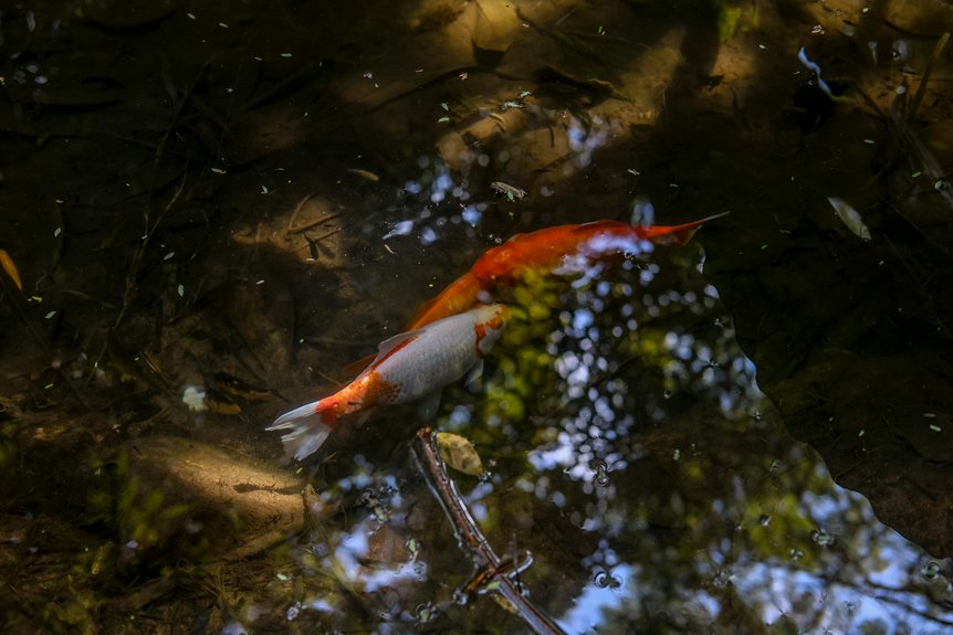tennessee pond health tips