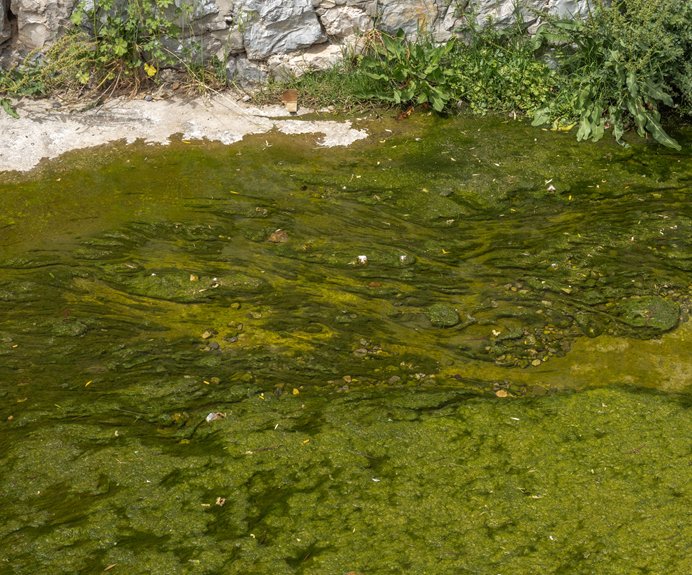 algae risks in ponds