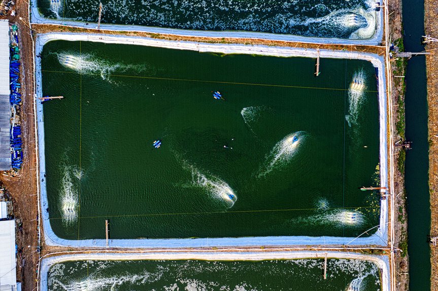 enhancing pond health naturally